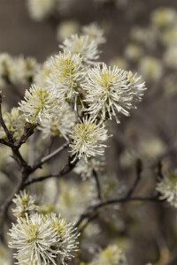 Fothergilla major kräftig C20 80-100