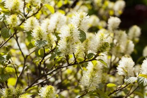 Fothergilla major kräftig C20 80-100