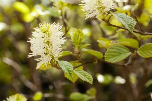 Fothergilla major kräftig C20 80-100