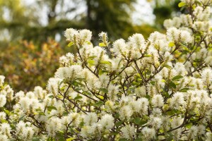 Fothergilla major kräftig C20 80-100