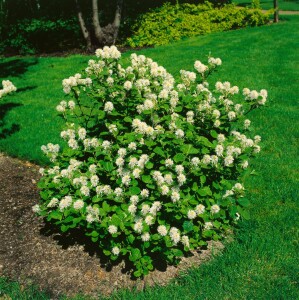 Fothergilla major kräftig C20 80-100