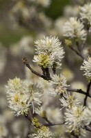 Fothergilla major kräftig C20 80-100