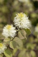 Fothergilla major kräftig C20 80-100