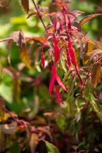 Fuchsia magellanica Riccartonii 30- 40 cm