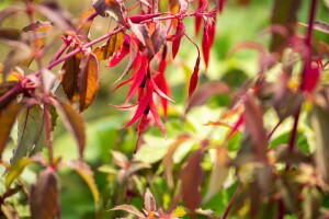 Fuchsia magellanica Riccartonii 30- 40 cm