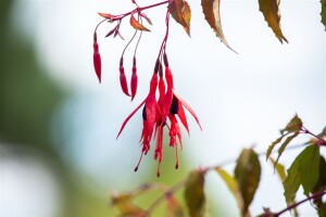 Fuchsia magellanica Riccartonii 30- 40 cm