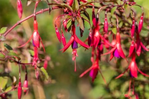 Fuchsia magellanica Riccartonii 30- 40 cm