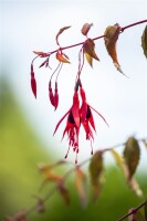 Fuchsia magellanica Riccartonii 30- 40 cm