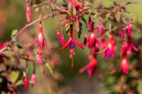 Fuchsia magellanica Riccartonii 30- 40 cm