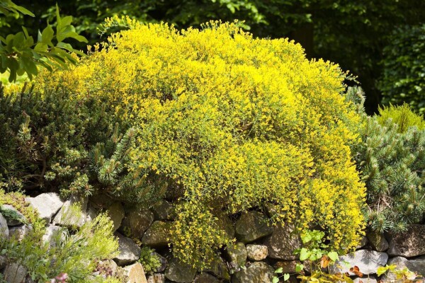 Genista pilosa Vancouver Gold 20- 30 cm