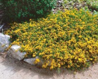 Genista pilosa Vancouver Gold 20- 30 cm