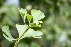 Ginkgo biloba Baldi Sta C2 Krone einj. Sth. 40-