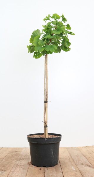 Ginkgo biloba Mariken 40- 60 cm