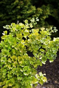 Ginkgo biloba Mariken 40- 60 cm