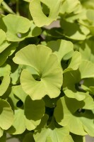 Ginkgo biloba Mariken 40- 60 cm