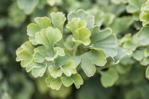 Ginkgo biloba Mariken Sta C15 Krone mehrj. Sth. 140-