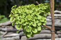 Ginkgo biloba Mariken Sta C15 Krone mehrj. Sth. 140-