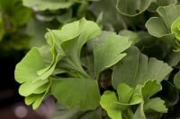 Ginkgo biloba Mariken Sta C15 Krone mehrj. Sth. 140-