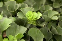 Ginkgo biloba Mariken Sta C15 Krone mehrj. Sth. 140-