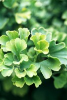 Ginkgo biloba Mariken Sta C15 Krone mehrj. Sth. 140-