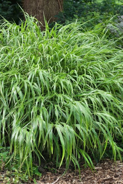 Hakonechloa macra Greenhills 30- 40 cm