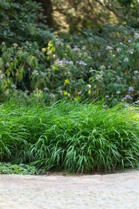 Hakonechloa macra Greenhills 30- 40 cm