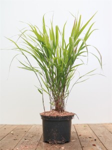 Hakonechloa macra Greenhills C3 0