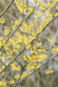 Hamamelis intermedia Arnold Promise kräftig 3xv mb 100-125 cm kräftig