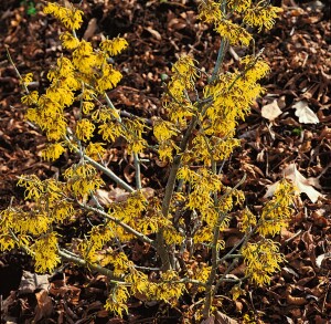 Hamamelis intermedia Arnold Promise kräftig 3xv mb 100-125 cm kräftig