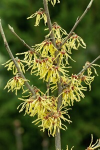 Hamamelis intermedia Arnold Promise kräftig 3xv mb 100-125 cm kräftig