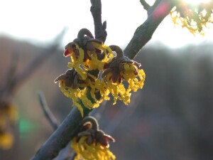 Hamamelis intermedia Arnold Promise kräftig 3xv mb 100-125 cm kräftig