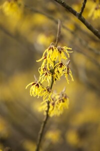 Hamamelis intermedia Arnold Promise kräftig 3xv mb 100-125 cm kräftig