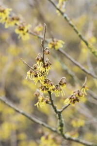 Hamamelis intermedia Arnold Promise kräftig 3xv mb 100-125 cm kräftig