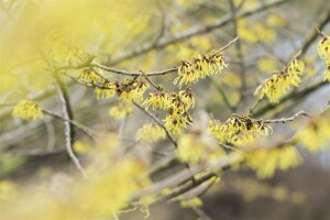 Hamamelis intermedia Arnold Promise kräftig 3xv mb 100-125 cm kräftig