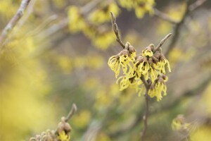 Hamamelis intermedia Arnold Promise kräftig 3xv mb 100-125 cm kräftig