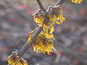 Hamamelis intermedia Arnold Promise kräftig 3xv mb 100-125 cm kräftig