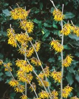 Hamamelis intermedia Arnold Promise kräftig 3xv mb 100-125 cm kräftig