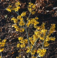 Hamamelis intermedia Arnold Promise kräftig 3xv mb 100-125 cm kräftig