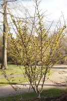 Hamamelis intermedia Arnold Promise kräftig 3xv mb 100-125 cm kräftig