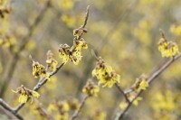 Hamamelis intermedia Arnold Promise kräftig 3xv mb 100-125 cm kräftig