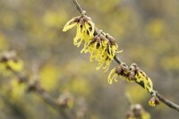 Hamamelis intermedia Arnold Promise kräftig 3xv mb 100-125 cm kräftig