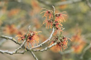 Hamamelis intermedia Jelena P12