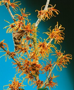 Hamamelis intermedia Jelena P12