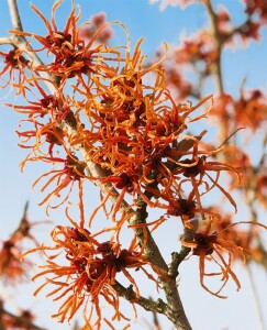 Hamamelis intermedia Jelena P12