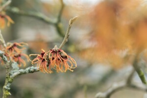 Hamamelis intermedia Jelena P12