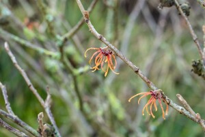 Hamamelis intermedia Jelena P12