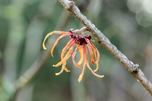 Hamamelis intermedia Jelena P12