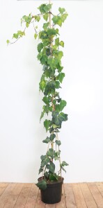 Hedera helix 7,5l 150-200