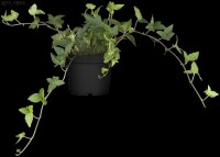 Hedera helix 7,5l 150-200