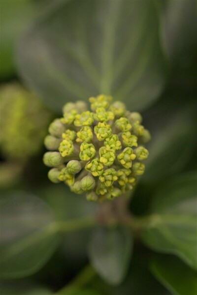 Hedera helix Arborescens C2 40-50